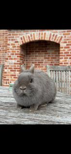 Feh kleurdwerg voedster, Dieren en Toebehoren, Konijnen, Vrouwelijk, Dwerg, 0 tot 2 jaar