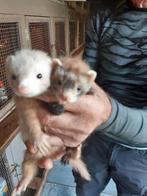 Micro  fretjes, Dieren en Toebehoren, Overige Dieren, Juni, Meerdere dieren