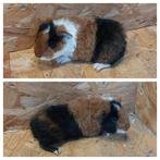 Cavia's. Us teddy cavia, Dieren en Toebehoren, Knaagdieren, September, Cavia