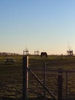 Paardenweide met stal (50 are) te huur in Bierbeek, Dieren en Toebehoren, Weidegang, 2 of 3 paarden of pony's