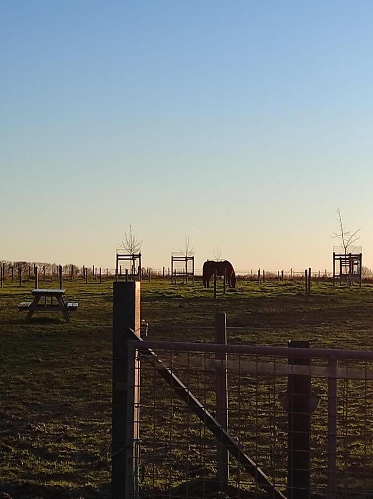 Paardenweide met stal (50 are) te huur in Bierbeek, Dieren en Toebehoren, Stalling en Weidegang, Stalling, Weidegang, Accessoires