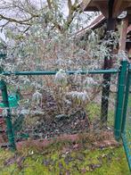 Omheining in Bekaert en Bekaert poort, Tuin en Terras, Gaas en Draad, Ophalen, Zo goed als nieuw, 10 tot 20 meter, Overige typen