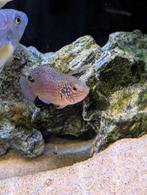 cicliden, Vis, Zoetwatervis