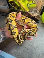 Python regius kweek groep pth Piebald/Hypo/Desert ghost, Serpent, Domestique, 0 à 2 ans