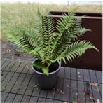 Zeer mooie winterharde tuinplant Varen in kweekpot, Tuin en Terras, Planten | Tuinplanten, Ophalen of Verzenden, Vaste plant, Varens