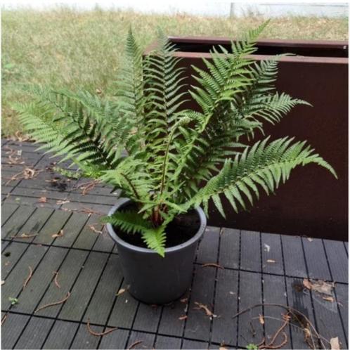Zeer mooie winterharde tuinplant Varen in kweekpot, Tuin en Terras, Planten | Tuinplanten, Vaste plant, Varens, Ophalen of Verzenden