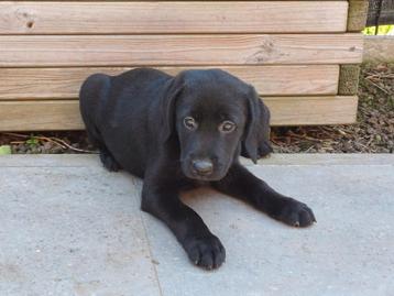 Labrador pupjes zoeken een warme thuis