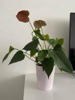 Plante d’intérieur, Huis en Inrichting, Kamerplanten, Ophalen, Overige soorten, Halfschaduw, In pot