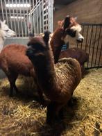 Alpaca merrie’s tekoop