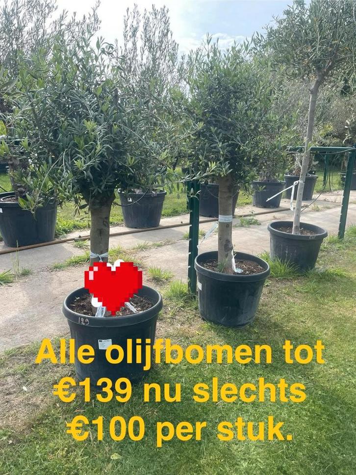 ‼️olijfbomen olea europaea aan stuntprijzen ‼️, Livres, Politique & Société, Enlèvement