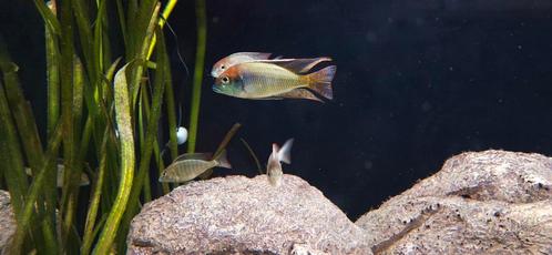 Red cap itungi malawi, Dieren en Toebehoren, Vissen | Aquariumvissen, Vis