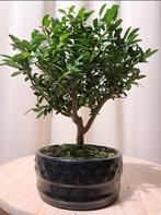 Ilex bonsaï (houx japonais), Tuin en Terras, Ophalen