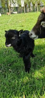 Ouessant, Schaap, Meerdere dieren