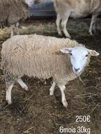 Moutons a vendre, Dieren en Toebehoren, Schapen, Geiten en Varkens, Mannelijk