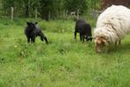 Magnifieke kruising Pommerse landschaap lammeren met diverse, Animaux & Accessoires, Moutons, Chèvres & Cochons, Mouton, Femelle