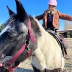 Unieke paardenkampen bij Zarica Horses, Hobby en Vrije tijd, Ophalen of Verzenden