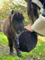 Halve stal - Project - Shetlandveulens, Gechipt, 0 tot 2 jaar, Hengst, A pony (tot 1.17m)