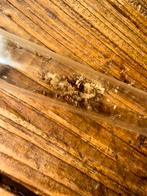 Camponotus nicobarensis mieren kolonie, Dieren en Toebehoren, Insecten en Spinnen, Mieren