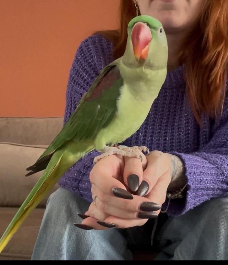 Groot Alexander, Dieren en Toebehoren, Vogels | Parkieten en Papegaaien, Parkiet, Geslacht onbekend, Pratend, Tam, Geringd