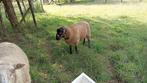 ram, Dieren en Toebehoren, Mannelijk, 0 tot 2 jaar