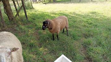 ram beschikbaar voor biedingen