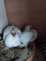 Wit met grijze reisduiven