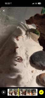 Micro gekkos + terrarium, Dieren en Toebehoren, Ophalen of Verzenden, Nieuw, Terrarium of Paludarium