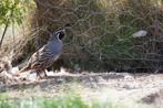 Californische kuifkwartel man, Dieren en Toebehoren, Mannelijk, Overige soorten