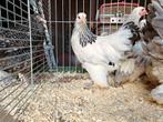 Brahmakrielen 2025, Dieren en Toebehoren, Pluimvee, Kip