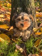 Prachtige unieke York -shire pupjes te koop, Dieren en Toebehoren, Yorkshire Terriër, België, CDV (hondenziekte), 8 tot 15 weken