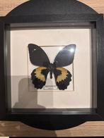 Vlinder ingelijst, Verzamelen, Ophalen of Verzenden, Nieuw, Insect, Opgezet dier