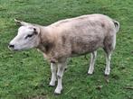 Moutons Texel à vendre, Plusieurs animaux, Mouton, 0 à 2 ans