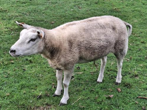 Moutons Texel à vendre, Animaux & Accessoires, Moutons, Chèvres & Cochons, Mouton, Plusieurs animaux, 0 à 2 ans