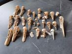 Ensemble de 28 crânes d'oiseaux, Collections, Collections Animaux, Comme neuf, Crâne, Enlèvement ou Envoi, Oiseaux