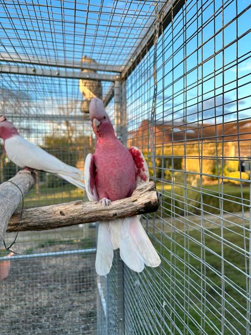 Koppel rose lutino kaketoe’s, Dieren en Toebehoren, Vogels | Parkieten en Papegaaien, Papegaai, Meerdere dieren, Geringd