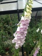 +20 zaden Digitalis Apple blossom, Tuin en Terras, Verzenden, Zaad