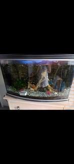 Visbak, met lamp en steentjes, Dieren en Toebehoren, Vissen | Aquaria en Toebehoren, Ophalen, Zo goed als nieuw