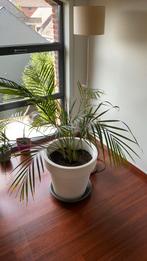 Kamerplant 7euro zonder pot, 40euro met pot., Ophalen