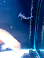Poissons chat Tanganyika synodontis, Dieren en Toebehoren, Vissen | Aquariumvissen