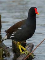 Waterhoen, Dieren en Toebehoren, Pluimvee, Meerdere dieren, Overige soorten