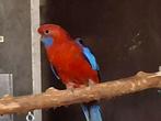 Rosella, Dieren en Toebehoren