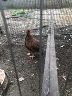 Araucana, Dieren en Toebehoren, Pluimvee, Kip