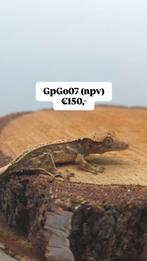 NPV mooie Tricolors & LW wimpergekko baby's, Lézard, Domestique, 0 à 2 ans