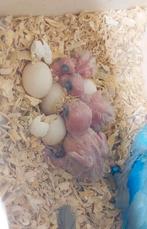 Forpus Coelestis te reserveren. ZIE OMSCHRIJVING, Dieren en Toebehoren, Vogels | Parkieten en Papegaaien