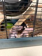 Natte ratten, Dieren en Toebehoren, Ophalen, Zo goed als nieuw, Kooi