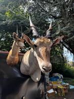Taxidermie te koop, Ophalen of Verzenden
