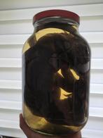 Leguaan op sterk water - Taxidermie, Ophalen, Zo goed als nieuw, Reptiel of Amfibie, Overige typen