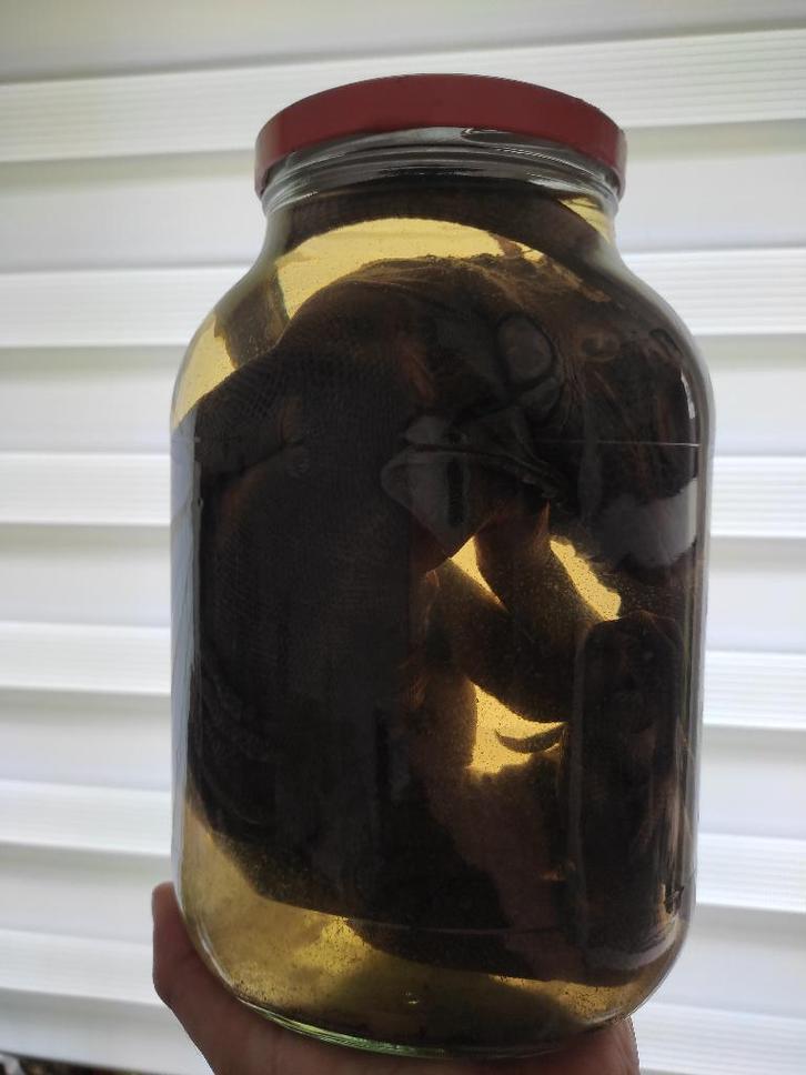 Leguaan op sterk water - Taxidermie, Collections, Collections Animaux, Comme neuf, Autres types, Reptile ou Amphibien, Enlèvement