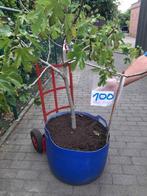 grote vijgenplant 1.20 hoog, Ophalen, Zomer, Vaste plant