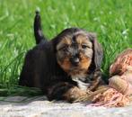 Teckel pups, Dieren en Toebehoren, Honden | Teckels en Dashonden, België, CDV (hondenziekte), 8 tot 15 weken, Dwerg